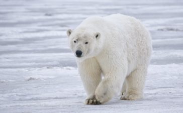 orso polare