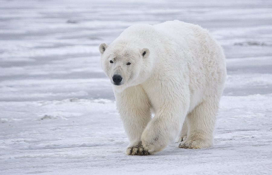 orso polare