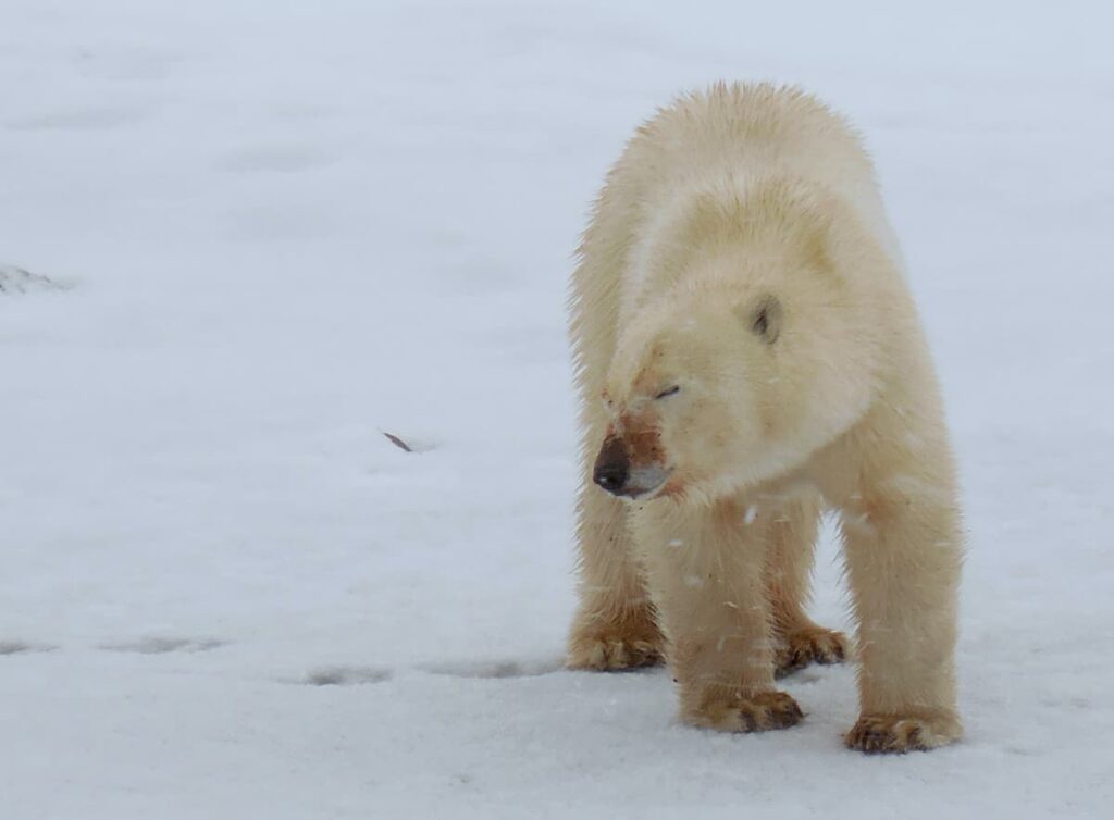 orso polare cucciolo