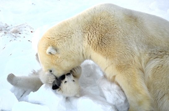 orso polare cucciolo orso polare cucciolo