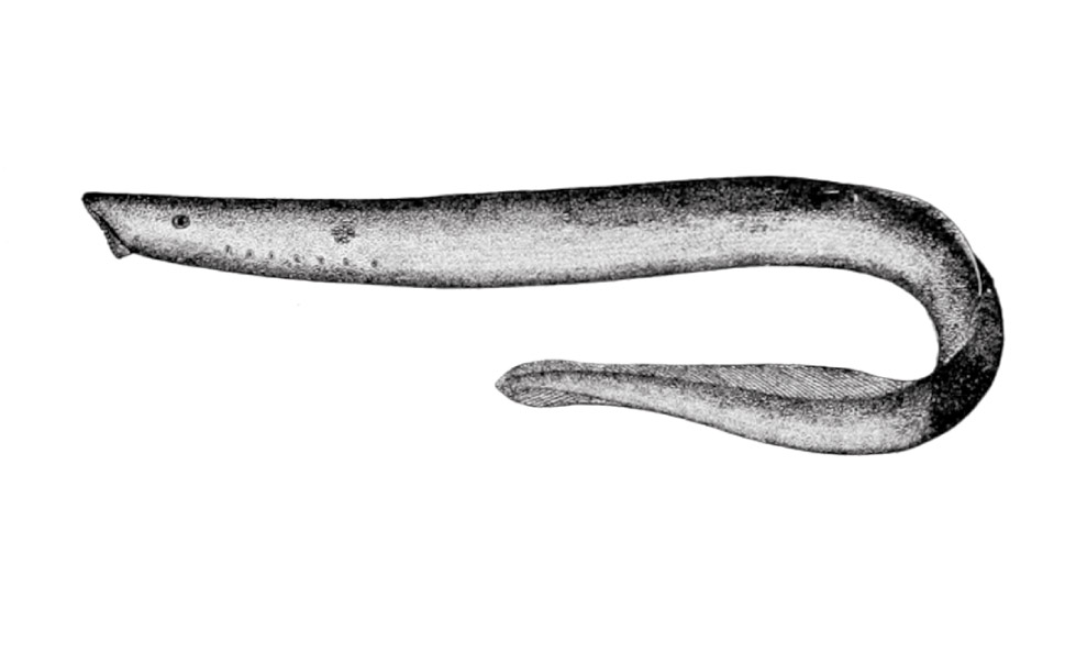 Lampreda artica Lampreda artica