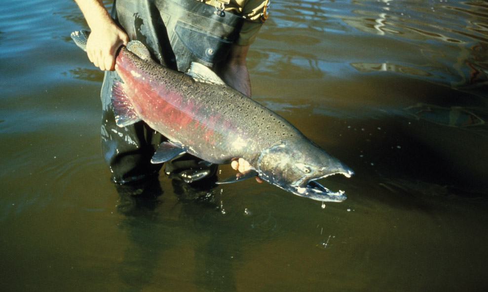 Salmone Chinook Salmone Chinook