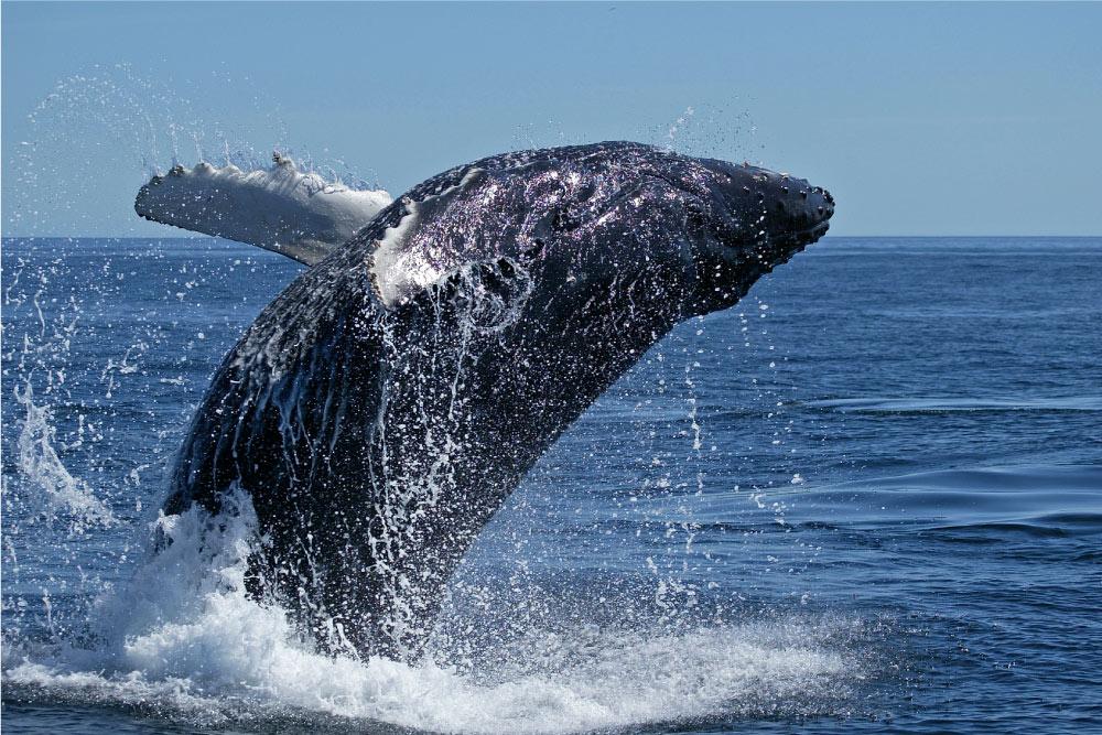 balena groenlandia