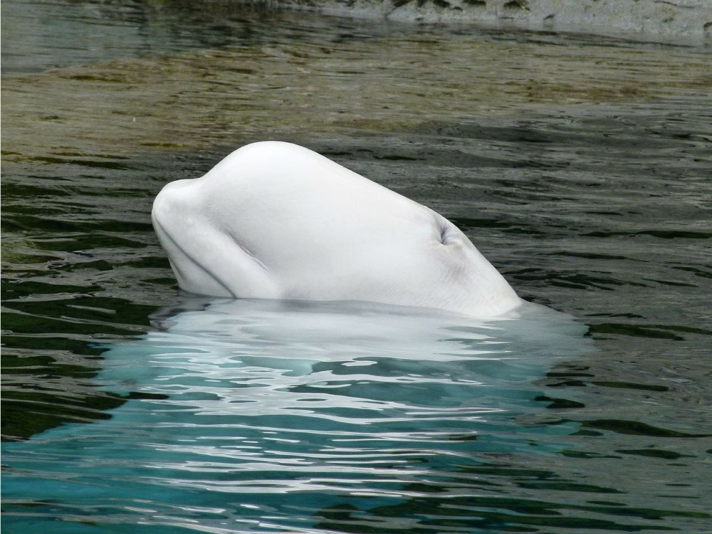 beluga artico