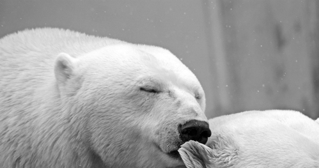 fauna artica