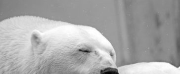 fauna artica