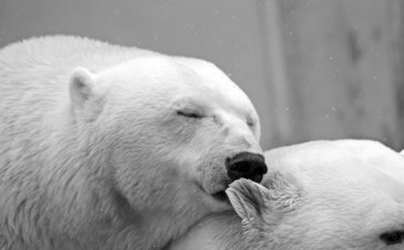 fauna artica