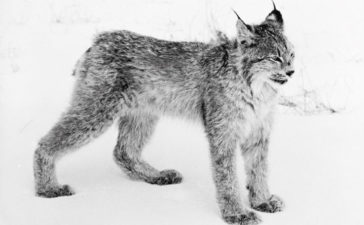lince canadese
