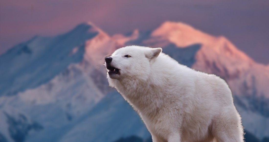 lupo artico
