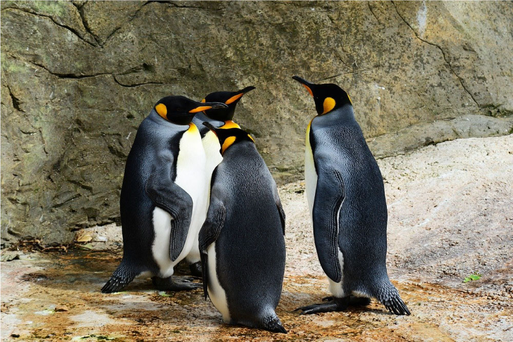 pinguini polo nord