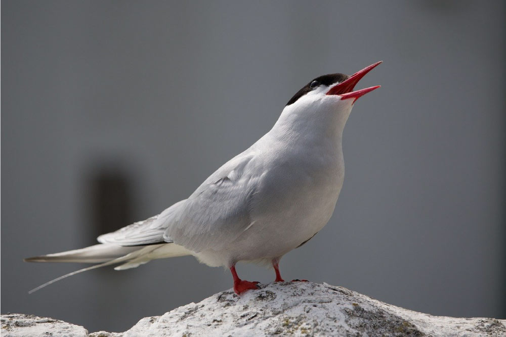 sterna artica