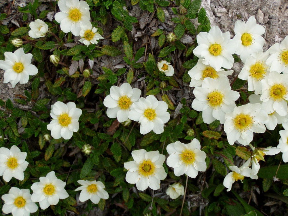 Dryas octopetala Dryas octopetala
