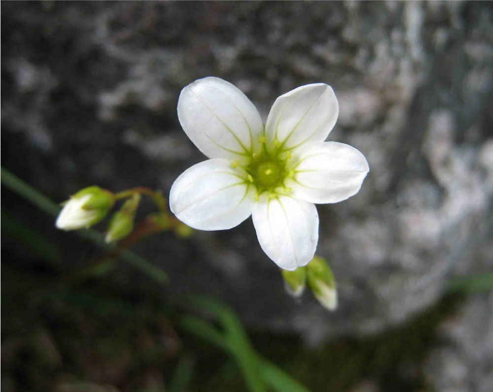 flora artica flora artica