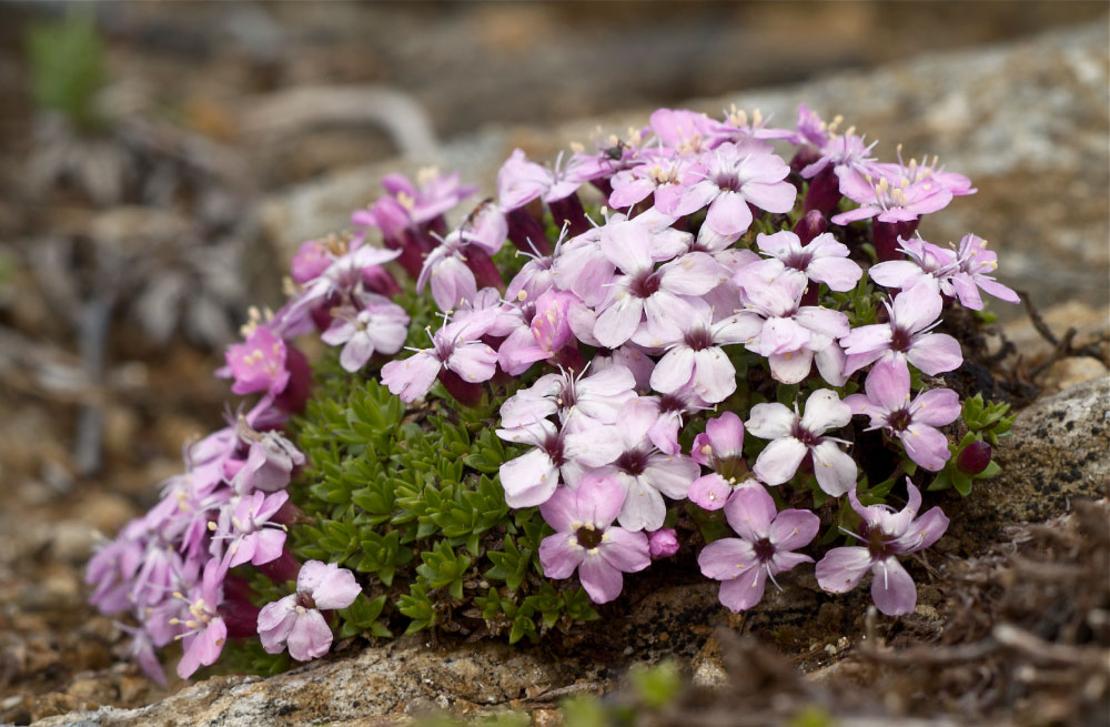 flora artica Silene acaulis