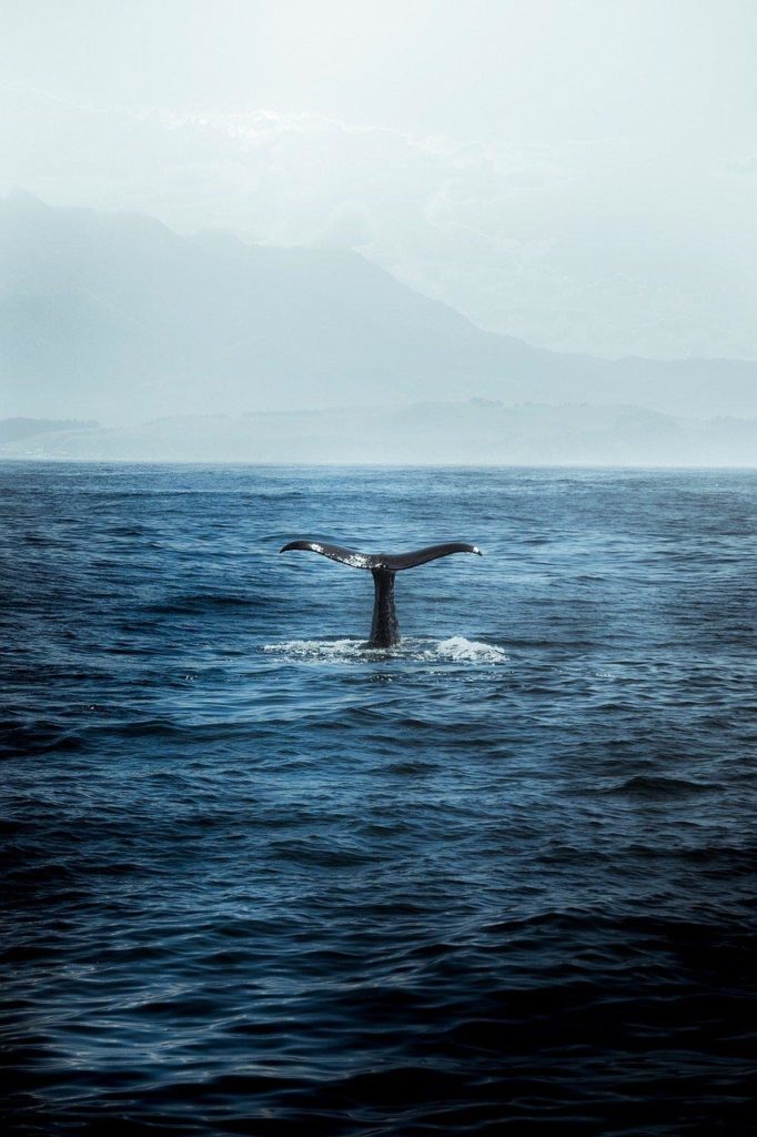 balena artica