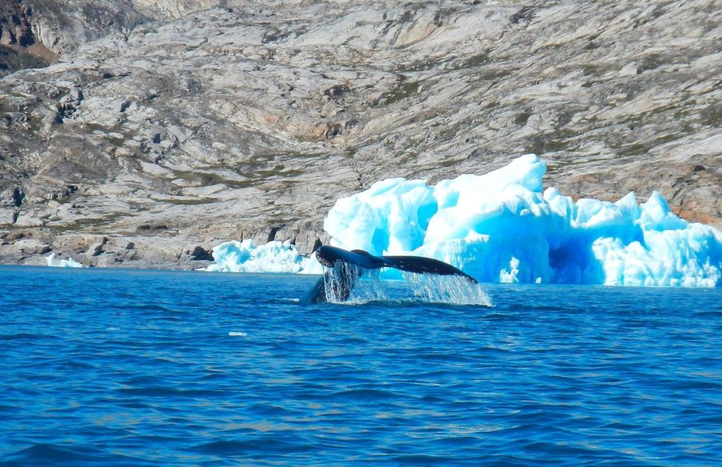 balena della groenlandia alghe marine