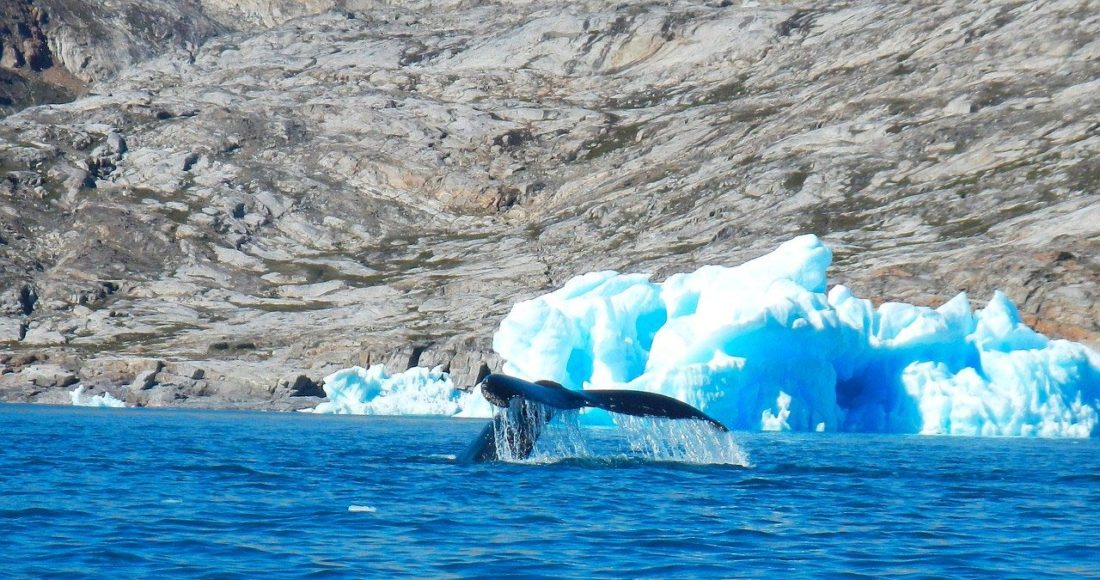 balena della groenlandia alghe marine