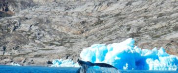 balena della groenlandia alghe marine