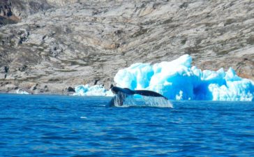 balena della groenlandia alghe marine