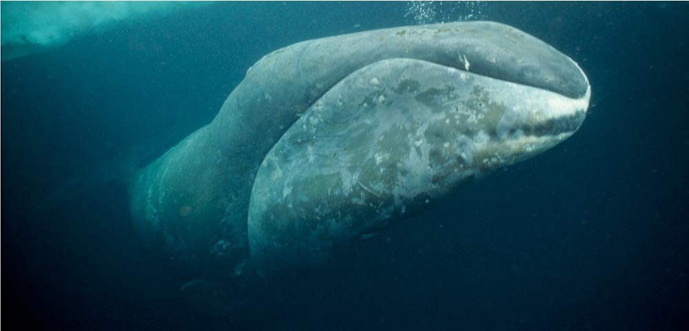 balena franca della groenlandia balena franca della groenlandia