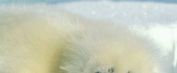 cucciolo di foca artica