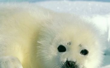 cucciolo di foca artica