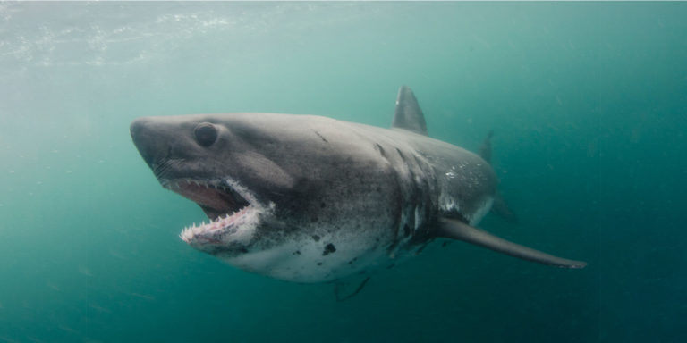 Come Si Chiama Il Pesante Animale Marino Vegetariano