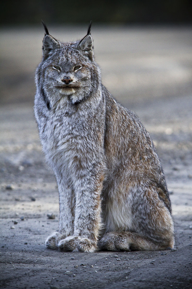 lince artica
