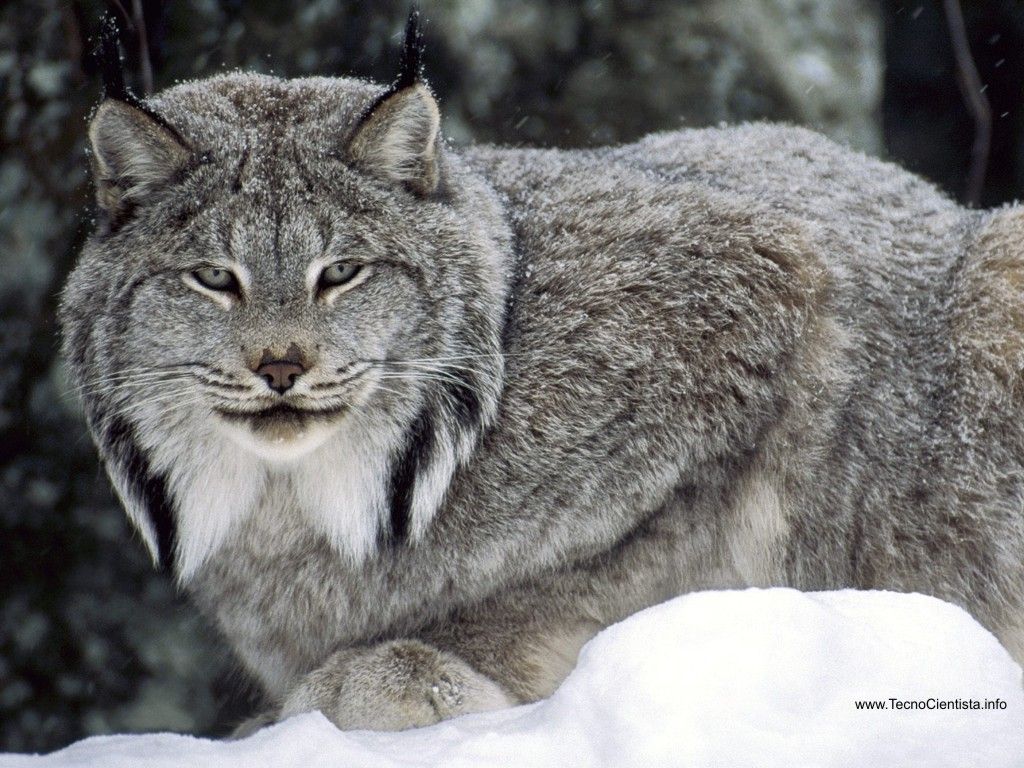 lince delle nevi