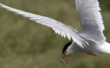 sterna artica