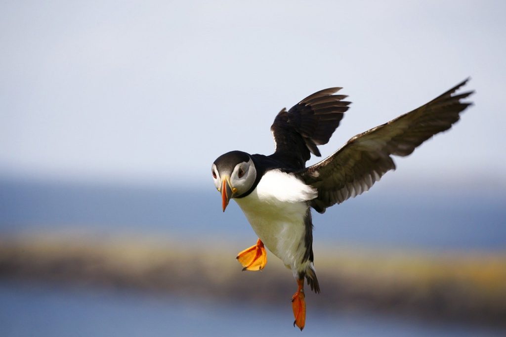 uccelli artici