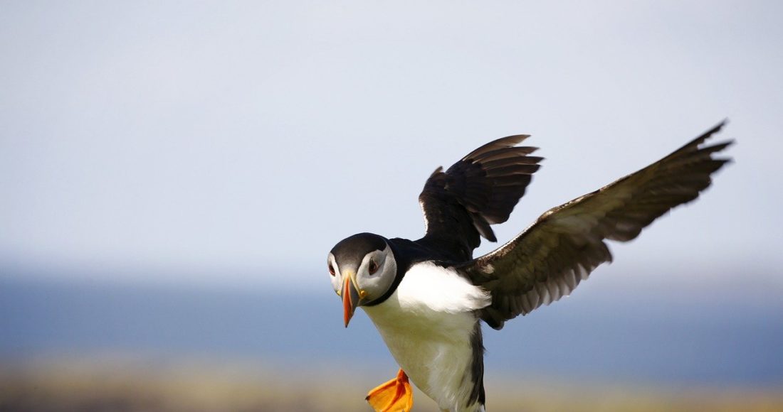 uccelli artici