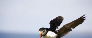 uccelli artici