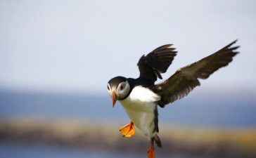 uccelli artici