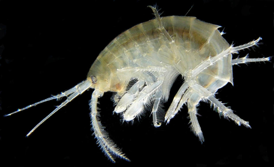 Gammarus_roeselii