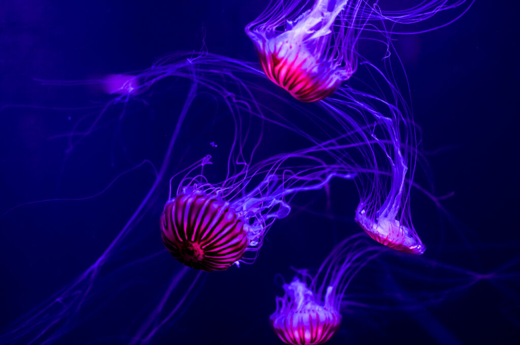 meduse artico