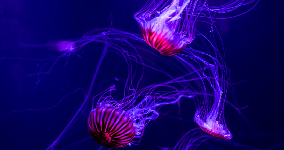 meduse artico