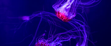 meduse artico