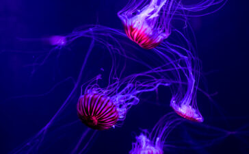 meduse artico