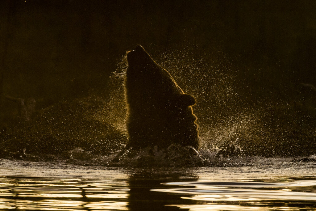 orso russia