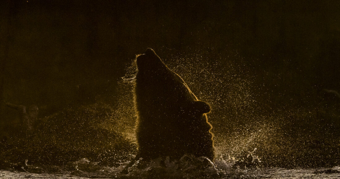 orso russia