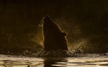 orso russia