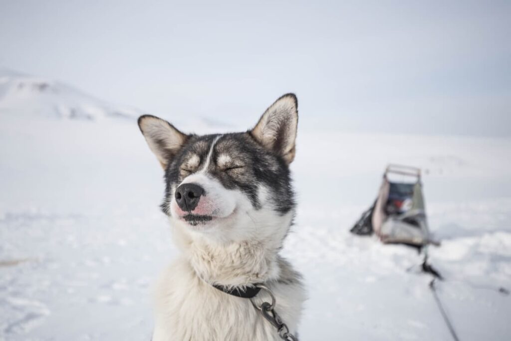 Cani da slitta alle Svalbard
