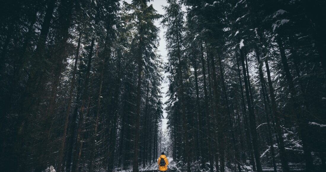 traveller forest