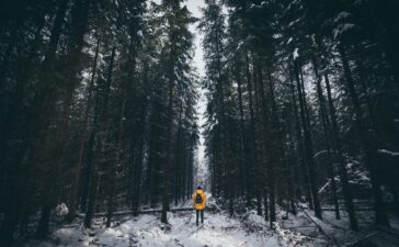 traveller forest