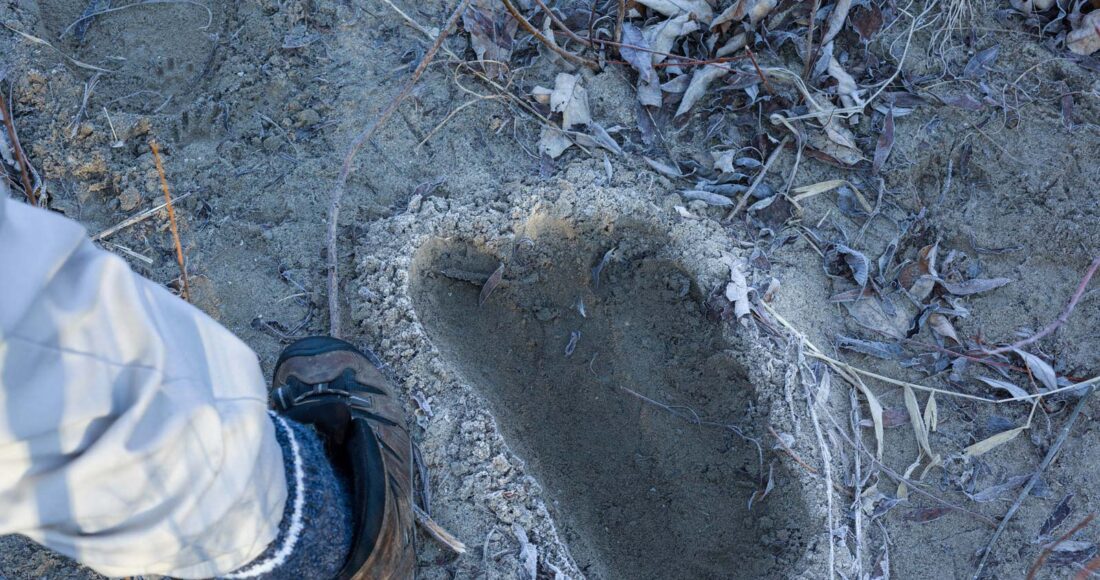 sasquatch