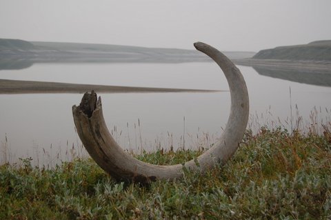 mammuth russia