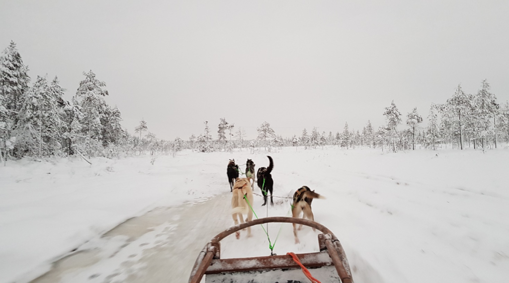 slitta husky
