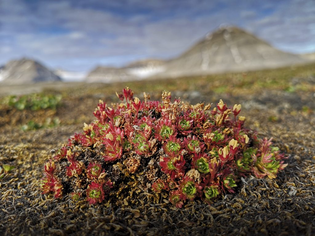 flora artica