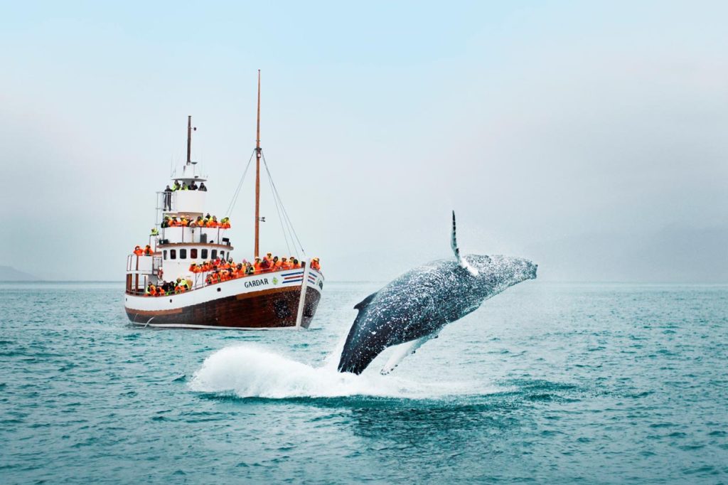 whalewatching islanda
